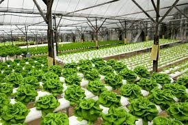 Subsidy Based Soilless Agriculture Farm