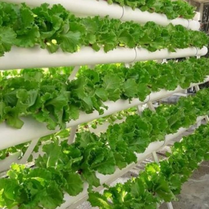 greenly hydroponics